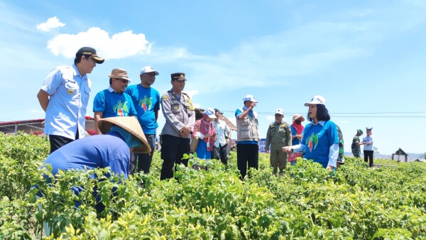Petani Sambongrejo-Bojonegoro Sambut Gembira Panen Raya Cabai, Terus Berusaha Maksimalkan Produksi