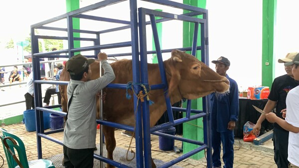 Pemkab Bojonegoro Gelar Kontes dan Pameran Ternak, Hadirkan Ternak Unggulan dari 28 Kecamatan