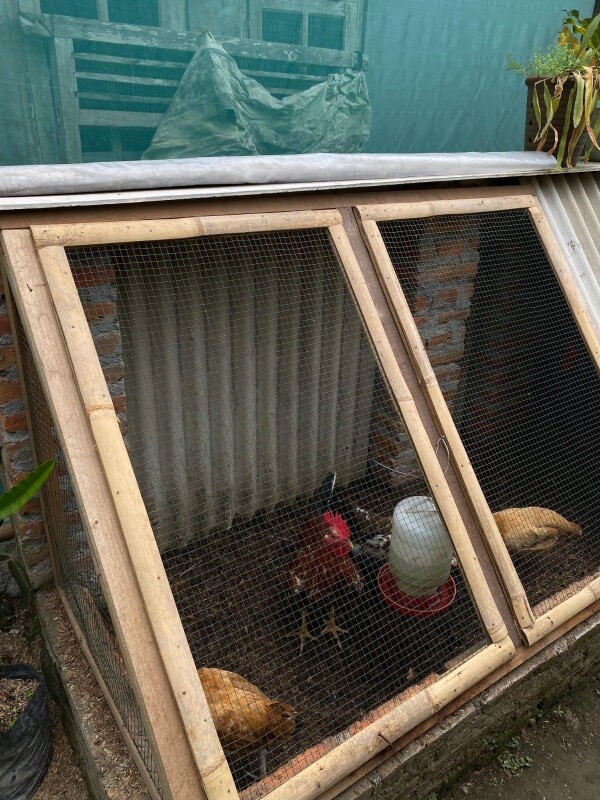 Pemkab Bojonegoro Luncurkan Program Ayam Petelur, Tingkatkan Perekonomian Masyarakat Prasejahtera