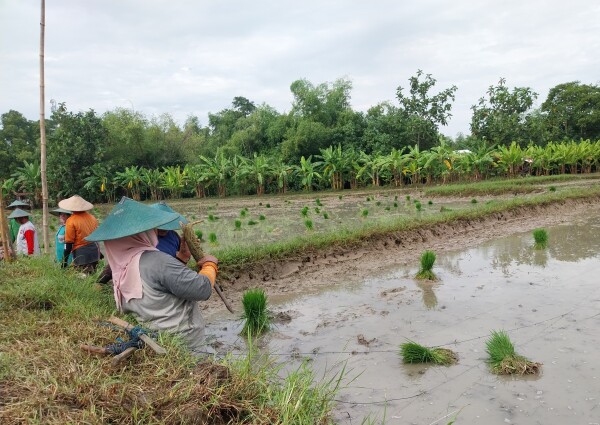 Pemkab Bojonegoro Terus Tingkatkan Produksi Pertanian, Gandeng Bulog hingga Kemitraan dengan Petani