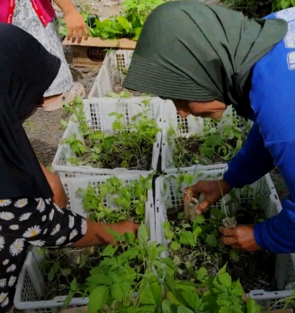 Program Bantuan Bibit Sayur, Bupati Bojonegoro: Pekarangan Lebih Produktif dan Berdaya Ekonomi