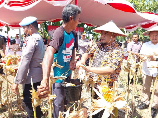 Panen Raya Jagung Digelar di Trucuk-Bojonegoro, Dukung Swasembada Pangan 2025