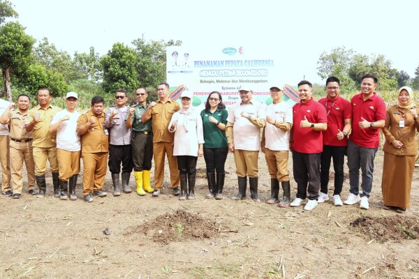 Gandeng Perusahaan, Pemkab Bojonegoro Bersama Petani Malo Tanam Pepaya California di Lahan Seluas 15 Hektar