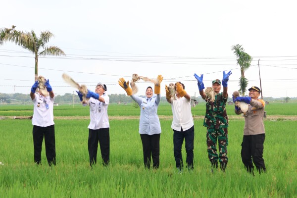 Bojonegoro Terus Kembangkan Strategi Rubuha untuk Kendalikan Hama Tikus Sawah