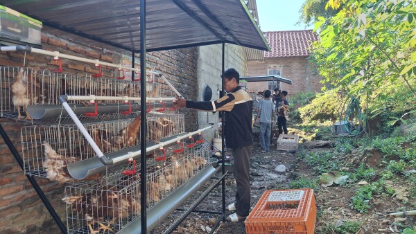 Ayam Mulai Bertelur, Program GAYATRI Terbukti Beri Manfaat Bagi Peningkatan Ekonomi Warga Bojonegoro