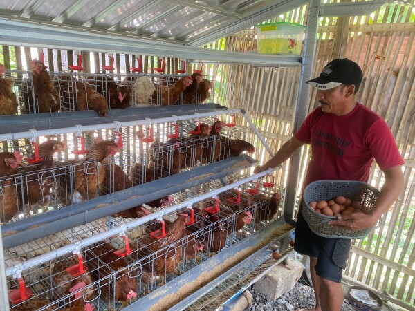 Senyum Sariyanto Memanen Telur Ayam dari GAYATRI, Program Unggulan Pemkab Bojonegoro