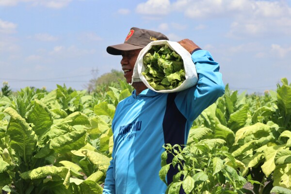 Petani Tembakau Bojonegoro Mulai Panen, Harga Relatif Bagus Meski Sempat Terkendala Cuaca