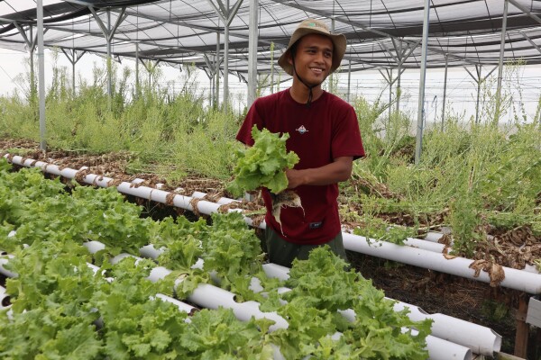 Punya 8 Greenhouse di Kapas-Bojonegoro, Fatkhul Ilma Menggerakkan Pemuda untuk Bangga Menjadi Petani