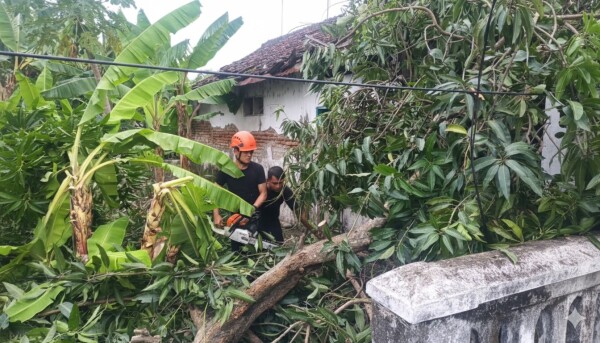 BPBD Bojonegoro Gerak Cepat Tangani Dampak Angin Kencang di Sejumlah Lokasi