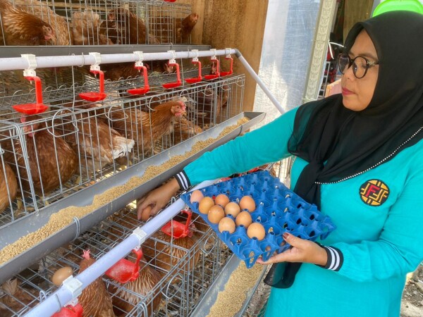 Warga Penerima Program GAYATRI Bojonegoro dari Anggaran ADD di Tikusan Mulai Memanen Telur