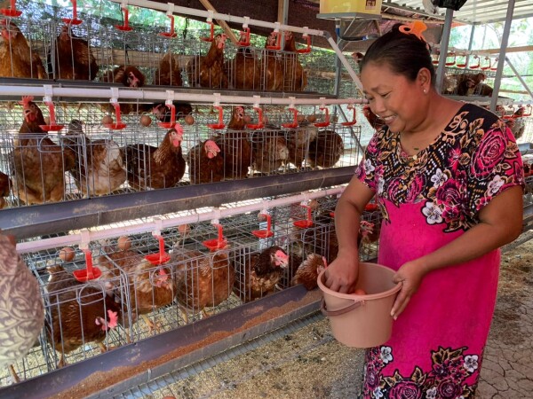 Peternak Ayam Program GAYATRI Bojonegoro Rutin Panen Telur, Rata-rata 2,5 Kg Perhari