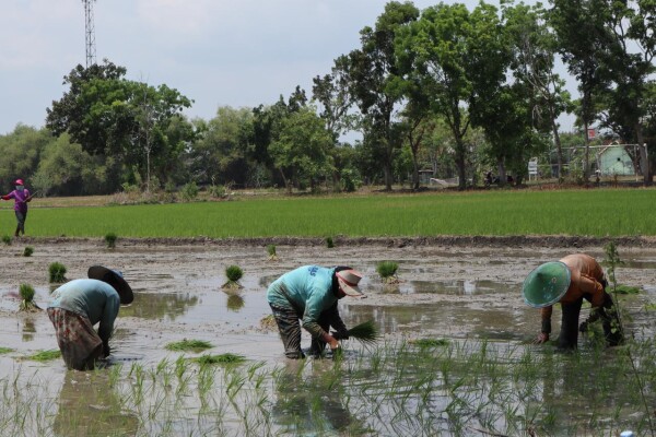 Stok Pupuk untuk Petani Bojonegoro Aman, Jadwal Distribusi Sesuai Masa Tanam