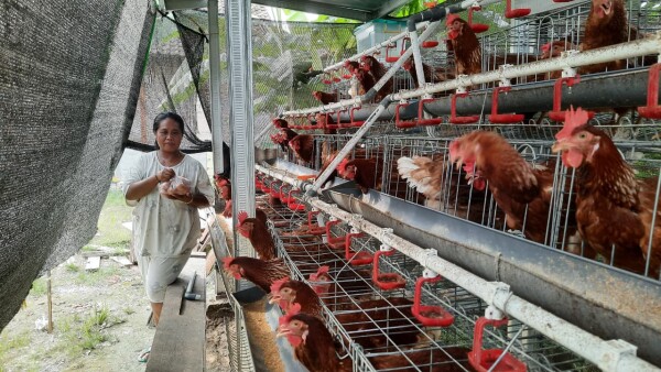 Program GAYATRI di Cancung-Bubulan Masuk Masa Puncak Produksi, Warga Penerima Manfaat Rasakan Manfaatnya