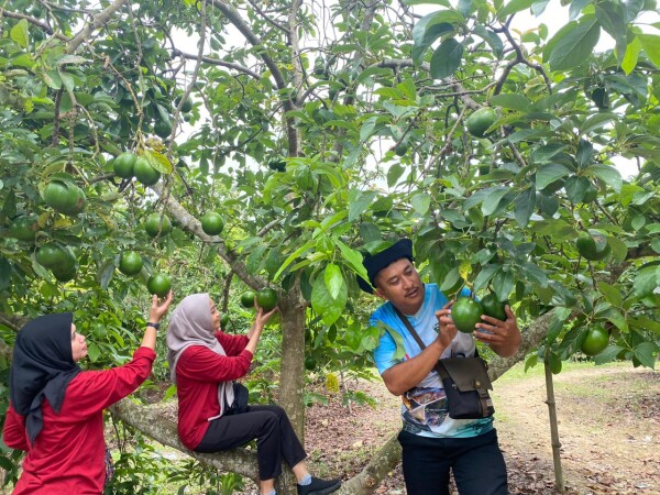 Destinasi Kebun Alpukat Wonocolo-Bojonegoro, Bertamasya Sambil Petik Buah Segar Langsung dari Pohon