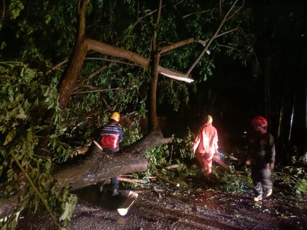 BPBD Bojonegoro dan Tim Gabungan Turun Lapangan Tangani Rumah Rusak dan Pohon Tumbang Akibat Angin Kencang