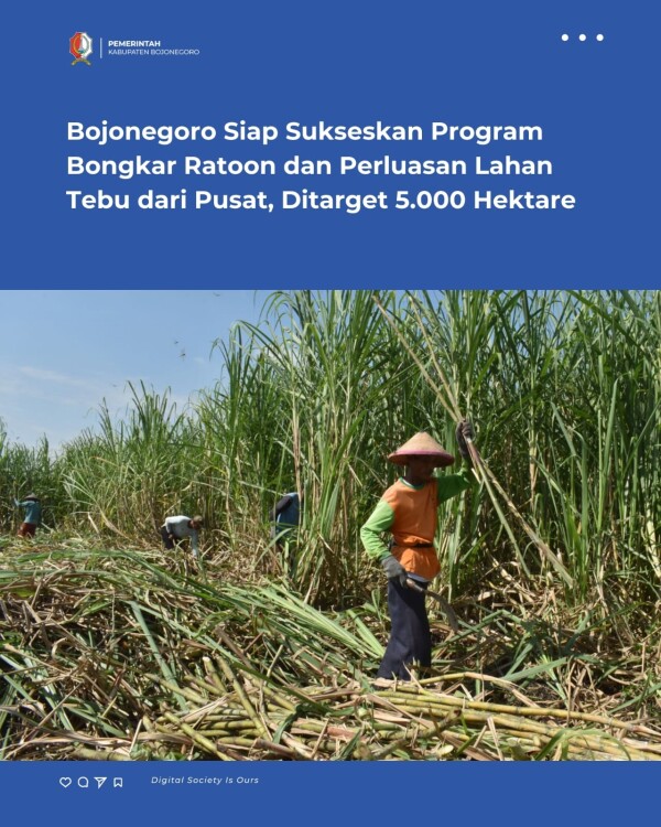 Bojonegoro Siap Sukseskan Program Bongkar Ratoon dan Perluasan Lahan Tebu dari Pusat, Ditarget 5.000 Hektare
